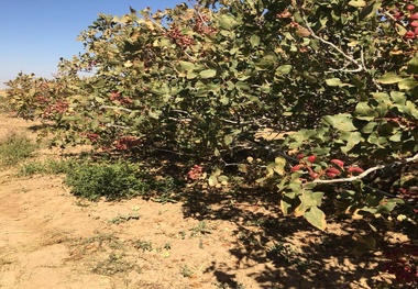 خسارت  1000 میلیاردی به باغات پسته رفسنجان  درخواست تشکیل ستاد بحران از رئیس جمهور