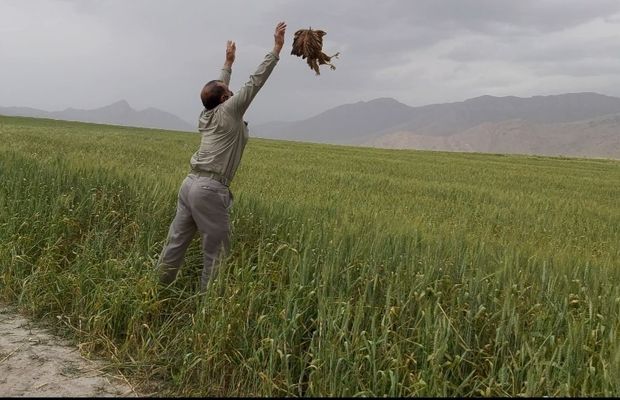 پرنده شکاری در تالاب میانگران ایذه رهاسازی شد