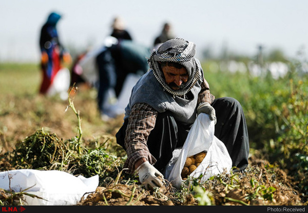 وابستگی کشاورزی استان به توسعه محصولات کم آب خواه و صنایع تبدیلی  خودکفایی در تولید برخی محصولات