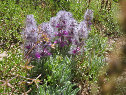 چای کوهی چیست؟ / مادران باردار این دمنوش را نخورند