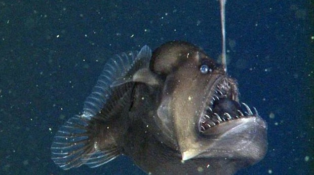 عکس «دیو ماهی» گرفته شد!