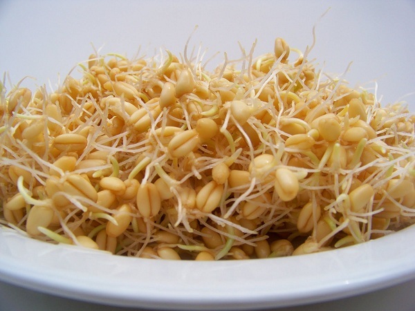 تأثیر جوانه گندم در یادگیری