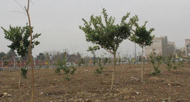 5 هزار درخت در جنوب غرب پایتخت کاشته شد