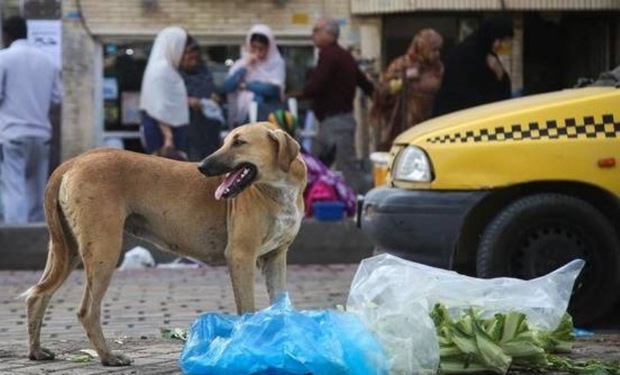 سگ های ولگرد مزاحمین محله