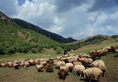 عشایر سالانه 160 هزار تن گوشت قرمز تولید می کنند