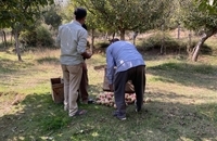 برداشت سیب در کشمیر هند (7)