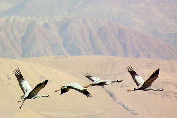 فرود پرندگان مهاجر در تایباد