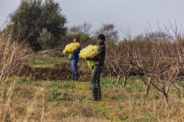 بیش از ۱۵۰ هزار شاخه گل نرگس از بزرگترین مزرعه کشور برداشت شد