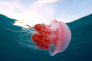 دانشمندان سرعت شنا کردن عروس دریایی را افزایش دادند+ ویدئو
