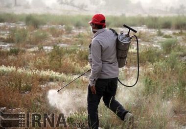 کهگیلویه و بویراحمد برای هجوم احتمالی ملخ ها آماده شد