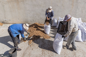 برداشت مکانیزه گردو در استان زنجان