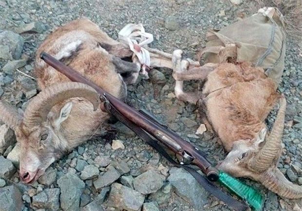 شکارچیان کل و بز وحشی در لرستان دستگیر شدند