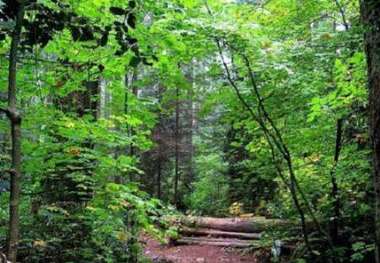 جشن پایان بهره برداری از جنگل های شمال درسال جاری
