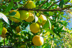 طبیعت روستای بزکویه