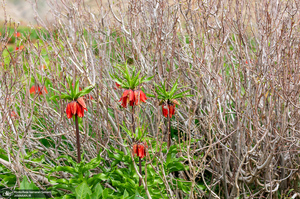 دشت لاله های واژگون کوهرنگ