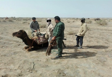 خروج 1000 نفر شتر از تالاب هامون  محافظت از پوشش گیاهی تالاب