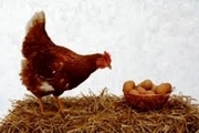توزیع تخم مرغ 12 هزار و 600 تومانی در زنجان همچنان ادامه دارد
