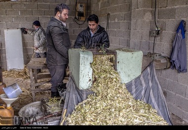 جشنواره ای به سرخی شکر