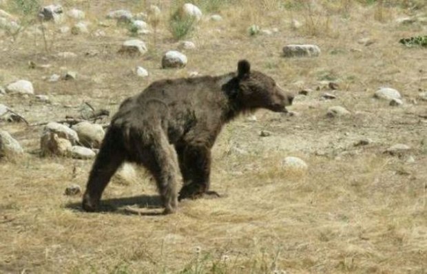 خرس تلف شده در گالیکش استان گلستان مشکوک به بیماری بوده است