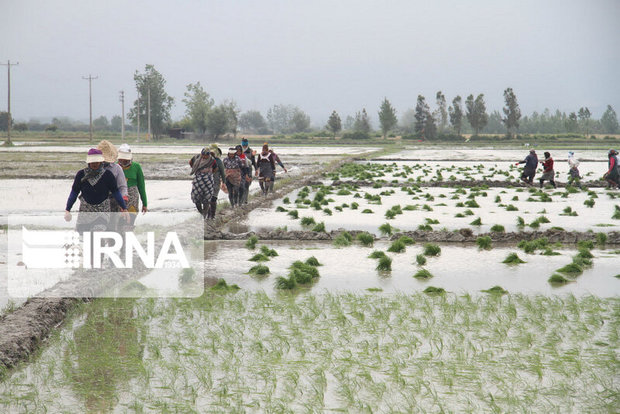 کشت برنج پرمحصول در مازندران کاهش یافت