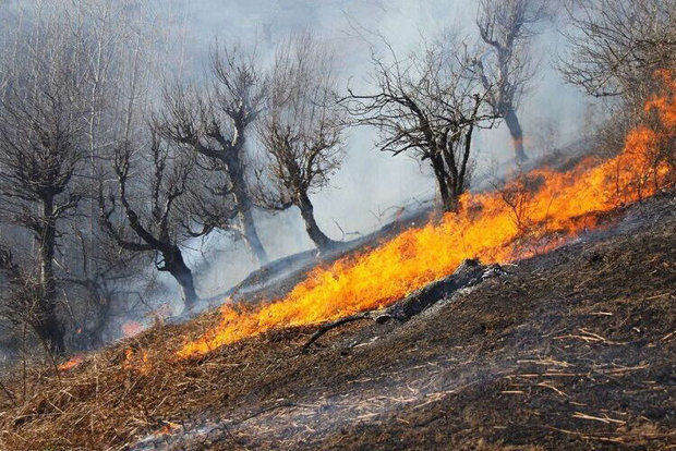 مهار آتش در جنگل های بلوط چهارمحال و بختیاری
