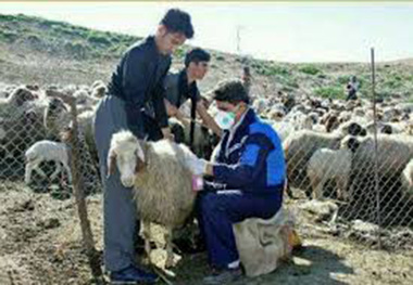 ایمن سازی دام خمین علیه تب برفکی آغاز شد