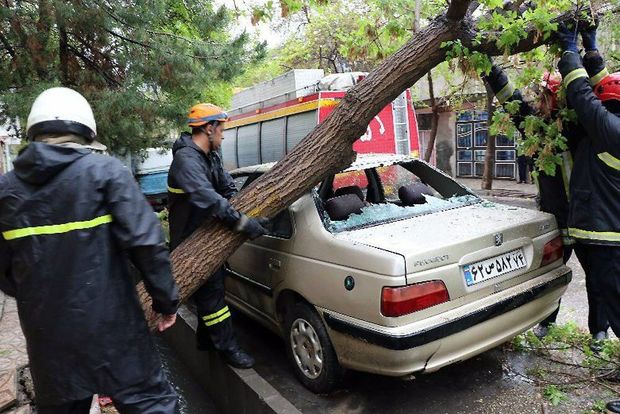 وزش باد شدید منجر به سقوط ۷۴ اصله درخت در مشهد شد