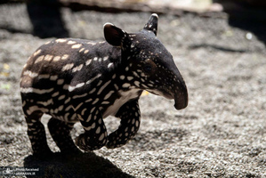 منتخب تصاویر امروز جهان - 31 فروردین 1404