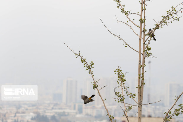 کیفیت هوای تهران همچنان ناسالم برای گروه‌های حساس است