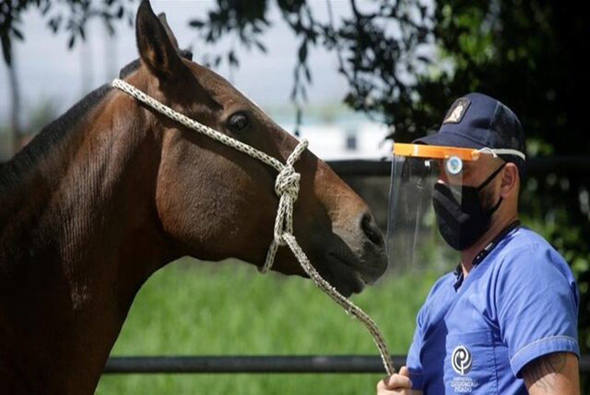 بهره گیری محققان از اسب ها در درمان کرونا