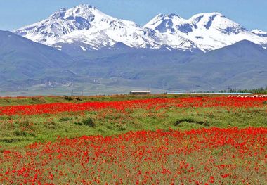 گونه‌های گیاهی و جانوری کوهستان سبلان حفاظت می‌شوند