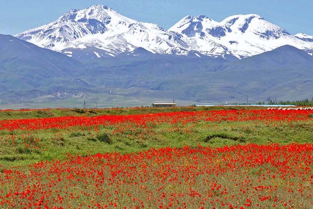 گونه‌های گیاهی و جانوری کوهستان سبلان حفاظت می‌شوند