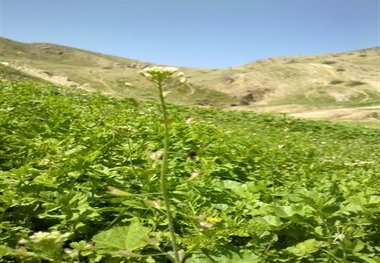 نوغانداری در رازو جرگلان گسترش می یابد