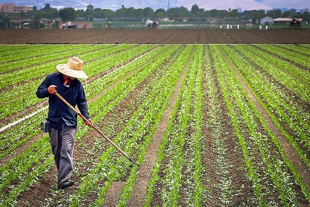 آمادگی جهاد کشاورزی خراسان شمالی برای کشت فراسرزمینی