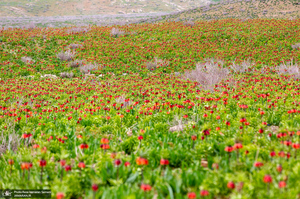 دشت لاله های واژگون کوهرنگ