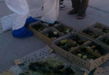 اتوبوس جوجه ها در آباده توقیف شد