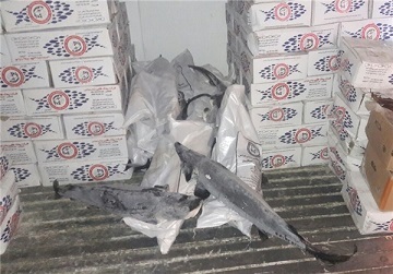 صادرات 220 تن ماهی قزل آلا به روسیه
