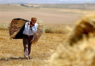 پرداخت مطالبات گندمکاران همدانی تا اواسط مهرماه