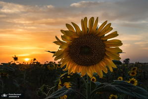 منتخب تصاویر امروز جهان- 18 اردیبهشت 1400