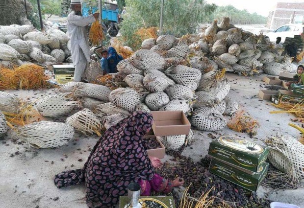 برداشت ارقام تجاری خرما در دلگان آغاز شد