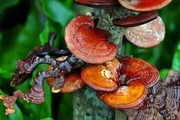پرورش انبوه قارچ‌های ضدسرطانی گانودرما در کشور از قزوین کلید خورد