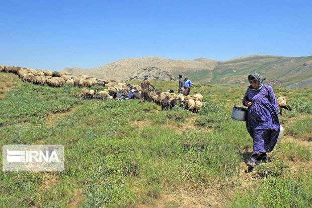 سایه کرونا بر کوچ بهاره دامداران مازنی