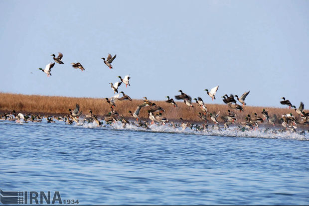 بازگشت زندگی به بخش خشکیده تالاب میانکاله