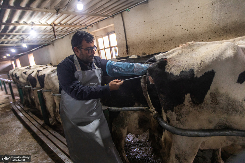 کارگران دامپروری؛ ستون‌های سلامت و آبادانی کشور