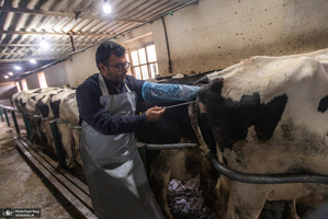 کارگران دامپروری؛ ستون‌های سلامت و آبادانی کشور