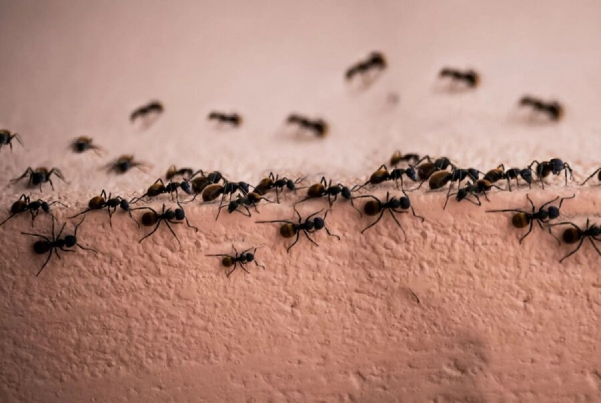 ترفندهای فراری دادن مورچه ها از خانه و آشپزخانه