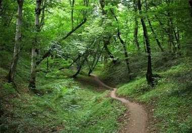 80 هکتار از عرصه های جنگلی مخروبه خراسان شمالی احیا شد