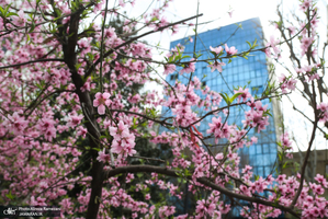 شکوفه های بهاری تهران