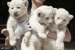 منتخب تصاویر امروز جهان- 7 مرداد