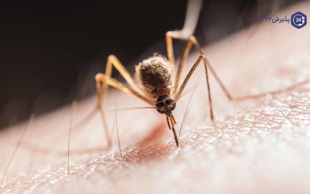 ۱۰ علائم هشدار دهنده انگل 